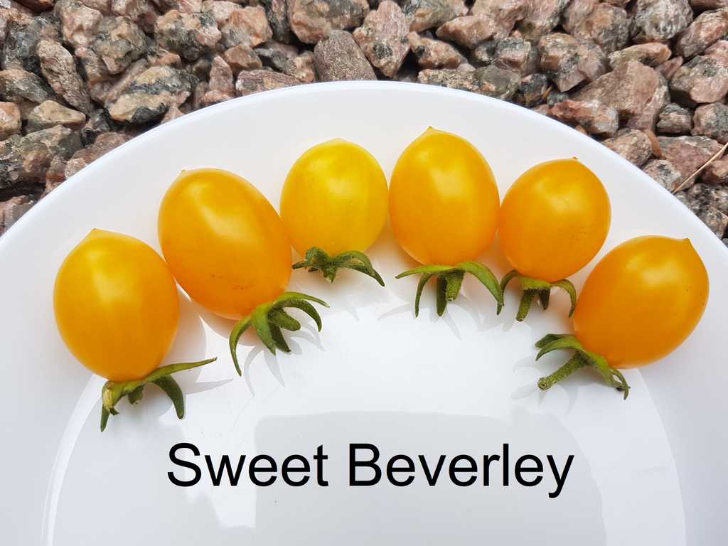 Sweet Beverley